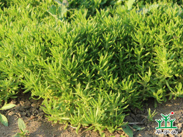 佛甲草，屋頂綠化佛甲草